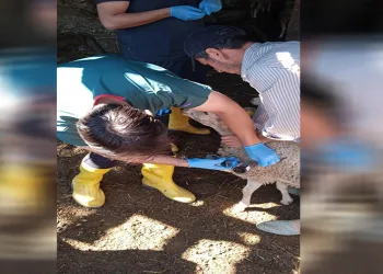 Küçükbaş hayvanlar hastalıklara karşı aşılanıyor