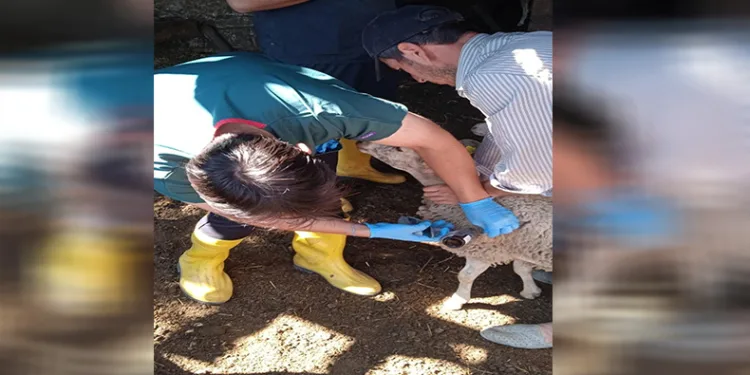 Küçükbaş hayvanlar hastalıklara karşı aşılanıyor