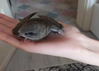 Ebabil kuşuna özenle bakıp sağlığına kavuşturdu