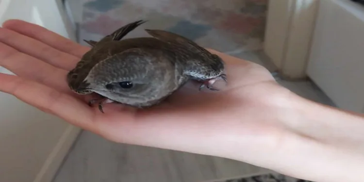 Ebabil kuşuna özenle bakıp sağlığına kavuşturdu