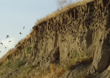 Van’da kır kırlangıçları fotoğraf tutkunlarının ilgi odağı oldu