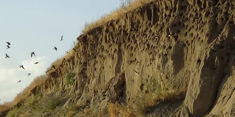 Van’da kır kırlangıçları fotoğraf tutkunlarının ilgi odağı oldu