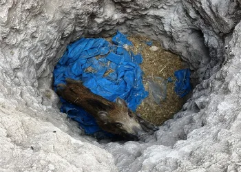 Define avcılarının açtığı çukura düşen domuz yavrusu kurtardı