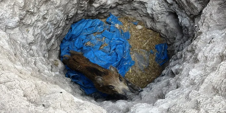 Define avcılarının açtığı çukura düşen domuz yavrusu kurtardı