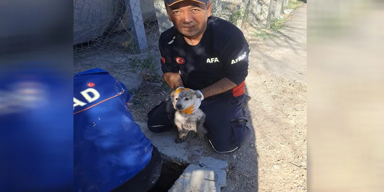Yavru köpek 4 metrelik çukurdan çıkarıldı