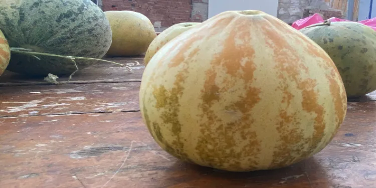 Elazığ’da susuz yetişen Kultik kavunu tezgahlarda