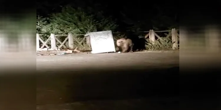 Uludağ’da yemek arayan ayı konteyneri devirdi