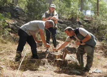 Ormanlara zarar veren böceklere karşı biyolojik mücadele