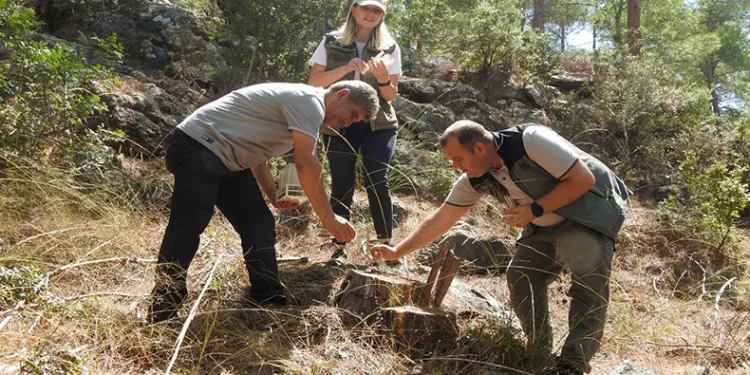 Ormanlara zarar veren böceklere karşı biyolojik mücadele