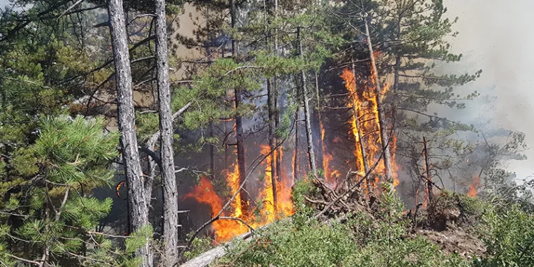 Karabük’teki orman yangını rüzgarın etkisiyle yayılıyor