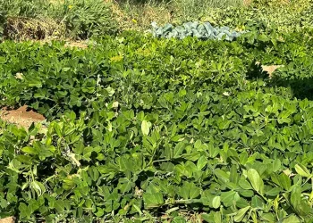 Yüksekova’da yer fıstığı yeryüzüne çıktı