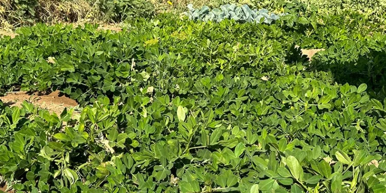 Yüksekova’da yer fıstığı yeryüzüne çıktı