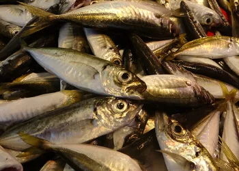 “Bu sezon palamut da, istavrit de umut verici”