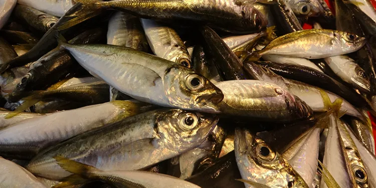 “Bu sezon palamut da, istavrit de umut verici”