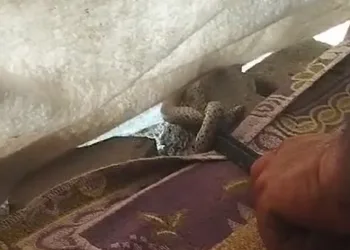 Çadıra giren yılanı demir çubukla yakaladı