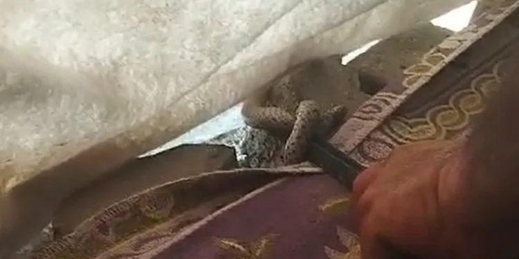 Çadıra giren yılanı demir çubukla yakaladı