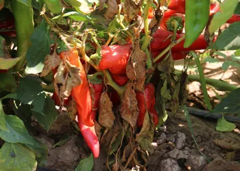 “Kavurucu sıcakta acı hasat”