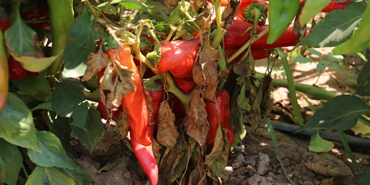 “Kavurucu sıcakta acı hasat”