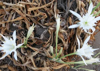 Cezası 387 bin TL: İlk kum zambakları çiçek açtı