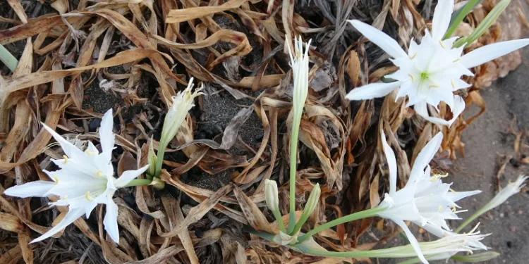 Cezası 387 bin TL: İlk kum zambakları çiçek açtı