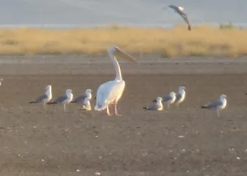 Ak Pelikan 40 yıl sonra Van’da görüldü