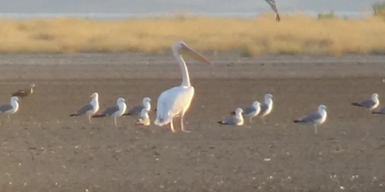 Ak Pelikan 40 yıl sonra Van’da görüldü
