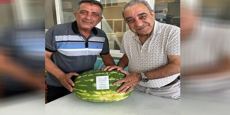 Ürettiği karpuzu düğün davetiyesi olarak kullandı