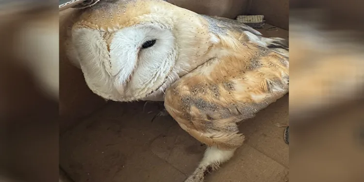 Silopi’de yaralı bulunan Peçeli baykuş tedavi altına alındı