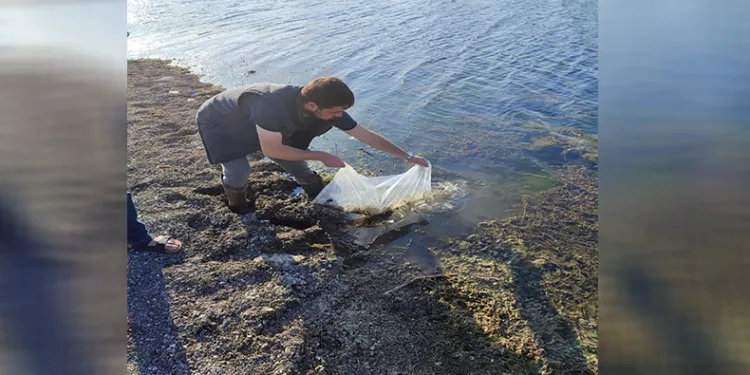 Muratlı’da göletlere 25 bin sazan yavrusu salındı