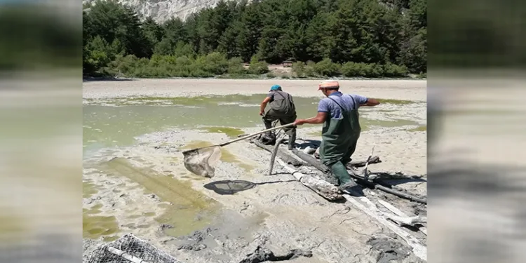 Kuruyan göldeki balıklar balçığın içerisinden kurtarıldı