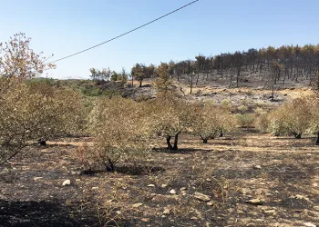 Yatağan’da yanan zeytinlik alanlarda inceleme