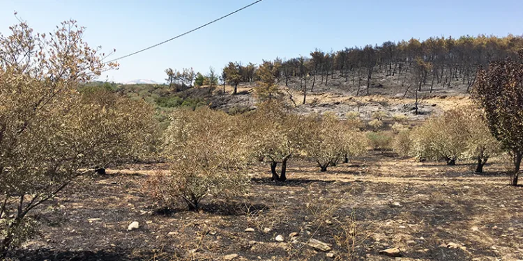 Yatağan’da yanan zeytinlik alanlarda inceleme