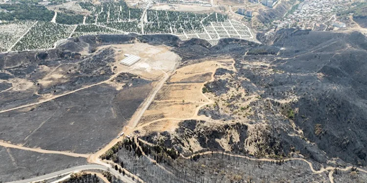 Yangınların etkilediği 15 bin ağaç tedavi edilecek