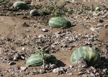 Sel Erzurum’da karpuz tarlasını vurdu