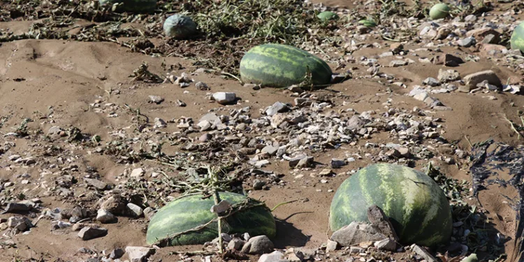 Sel Erzurum’da karpuz tarlasını vurdu