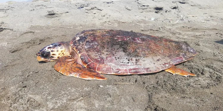 Yaralı caretta caretta tedavi altına alındı