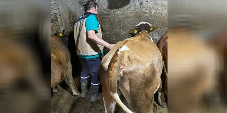 Yonca yiyerek şişen 163 hayvana veteriner hekimler müdahale etti