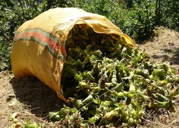 Giresun’da fındık hasadı başladı