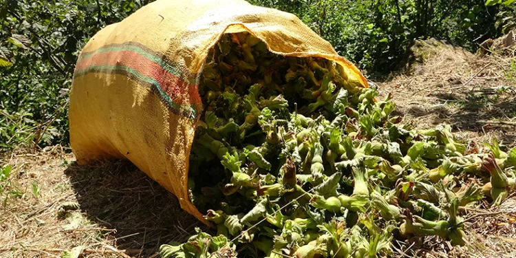 Giresun’da fındık hasadı başladı