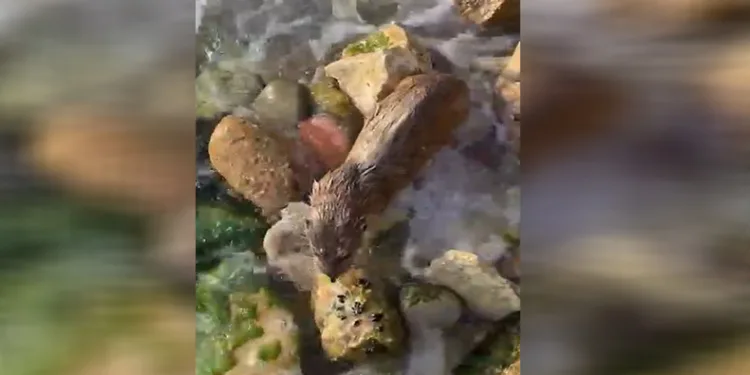 İstanbul’da nesli tükenmekte olan su samuru görüntülendi