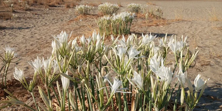 Pamucak’taki, kum zambaklarına dikkat çekti