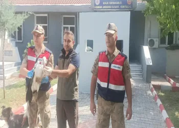 Aralık ilçesinde bulunan leylek koruma altına alındı
