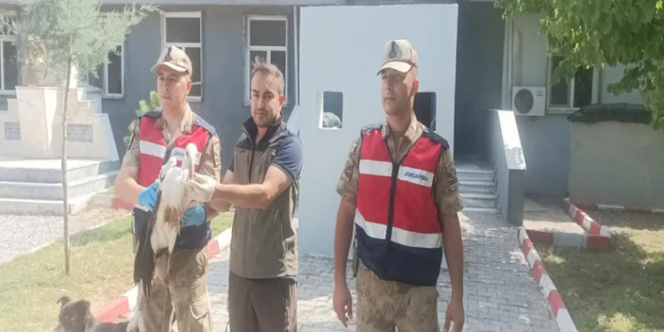 Aralık ilçesinde bulunan leylek koruma altına alındı