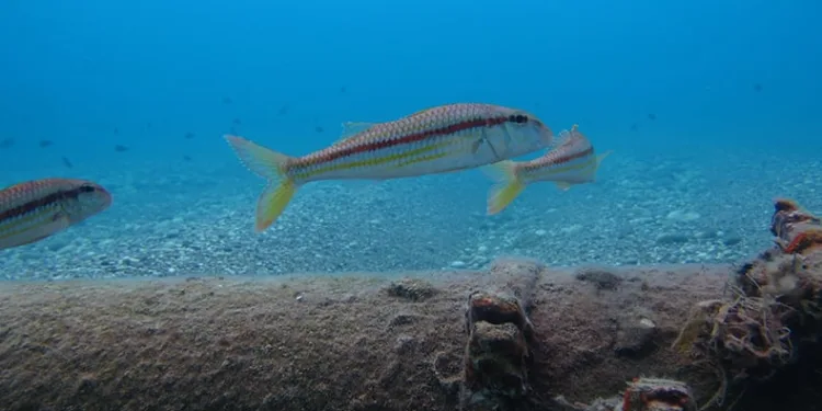 Yüksek sıcaklık balık türlerini ve omurgasız canlıları yok ediyor