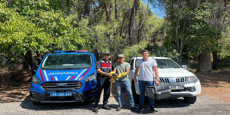 Yaralı şahin, jandarma ekiplerince kurtarıldı