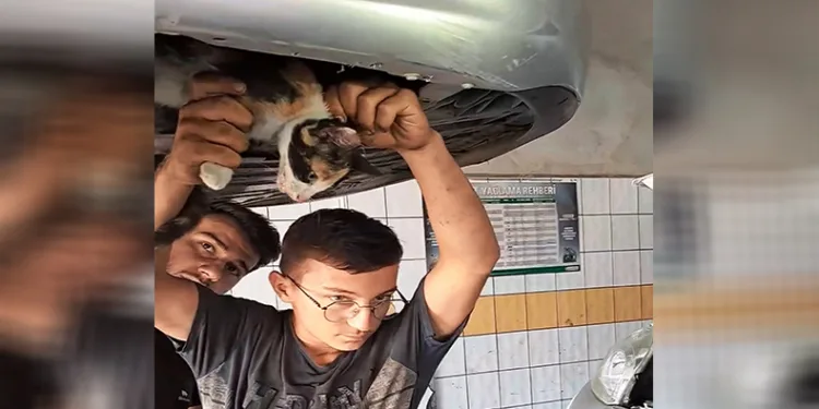 Otomobilin motoruna sıkışan kedi için seferber oldular