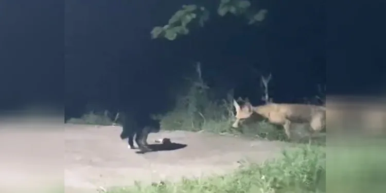 Kedi ile tilki’nin ekmek kavgası gülümsetti