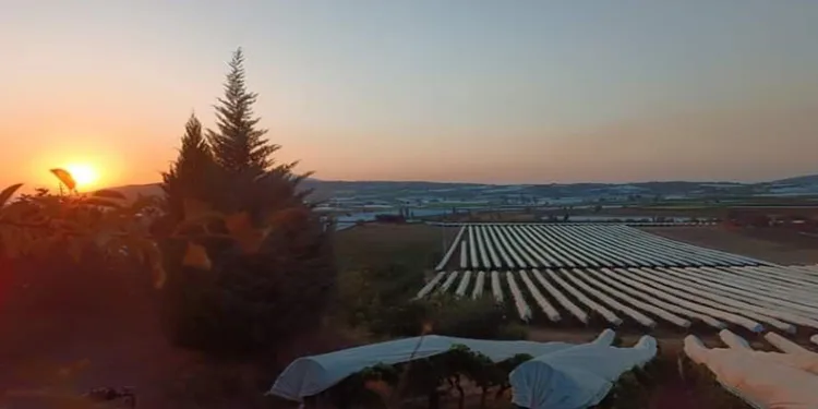 Gün batımında örtülü bağlarda kartpostallık güzellik