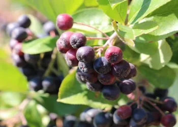 Erzincan’ın ilk aronya bahçeleri meyvelerini verdi