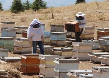 Erzincanlı arıcıların “tatlı” hasat telaşı başladı